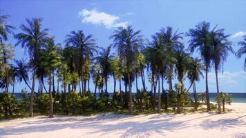A beautiful beach landscape with a row of palm trees video