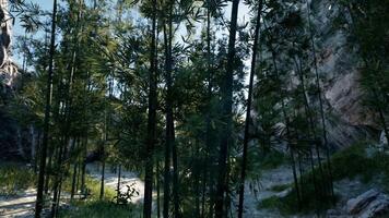 A group of trees that are next to a hill video