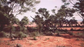 A serene landscape with a cluster of trees in an open field video