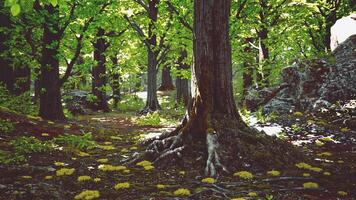 A majestic tree with intricate root system in a lush forest video