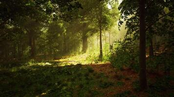 Lush Green Forest Filled With Trees video