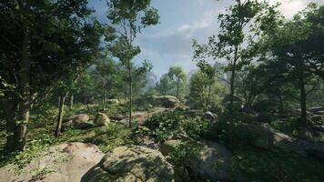 A forest filled with lots of trees and rocks video