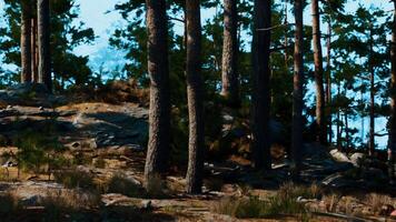 Pine Forest Filled With Tall Trees video