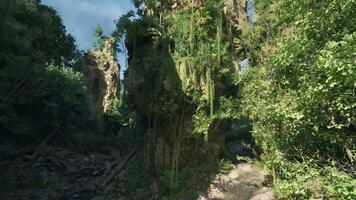 A serene dirt path winding through a lush forest in New Zealand. mountain path video