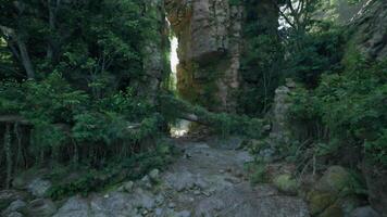 A peaceful forest path surrounded by tall trees. mountain path video