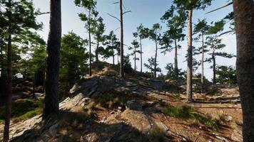 A group of trees that are on a hill video