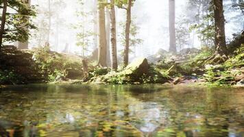 A stream running through a lush green forest video