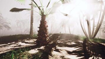 A palm tree in the middle of a foggy forest video