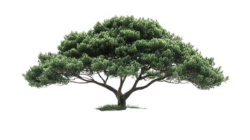 Create Lush Green Tree, Transparent Background, Ideal for Design Projects png