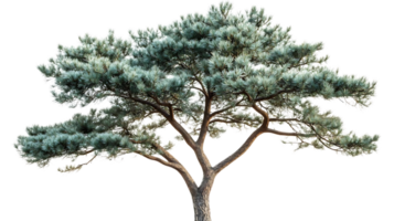 Pine Tree with Transparent Background, Ideal for Design Projects png