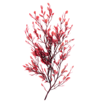 Create Red Leaves Branch with Transparent Background png