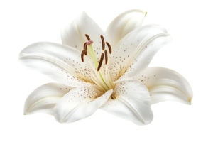 White Lily Flower with Transparent Background, Close-up Macro Shot Exquisitely Detailed png