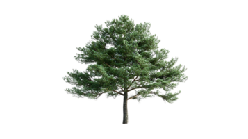 Pine Tree Isolated on Transparent Background, Ideal for Design Projects png