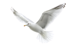 Seagull Soars Through Air with Grace, Elegantly Against Transparent Background png