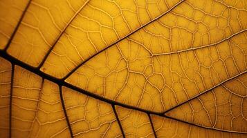 design leaf vein photo