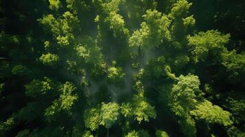 sunlight trees top down photo