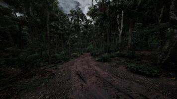 Path winding through dense rainforest in the early morning light video