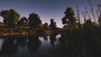Crocodile resting near a calm river surrounded by lush vegetation at dusk video