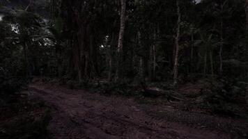 Dark forest path leading into dense jungle at twilight hour video