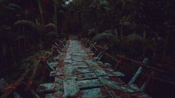 Exploring a weathered bridge in the dense Venezuelan rainforest at twilight video