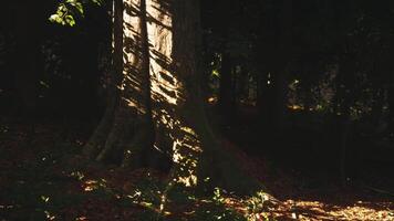 Sunlight filtering through trees in a serene forest during late afternoon video