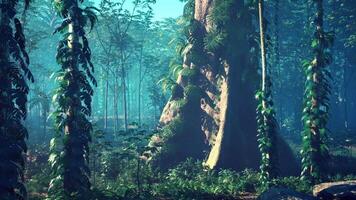 Towering Trees in Dense Forest video