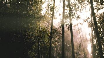 lumière du soleil filtration par bambou des arbres dans une serein forêt pendant Matin heures video