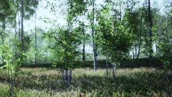 Group of Birch Trees Standing in Grass video