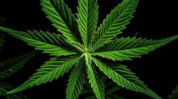 tips marijuana leaf pattern photo
