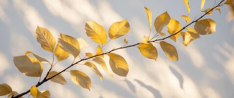 Sunlit Birch Tree Leaves Bask In Summer Light. photo