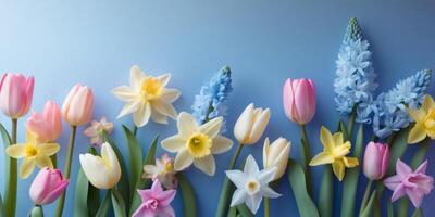Spring flowers on blue background with copy space photo