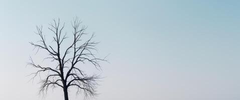 Serene Withered Tree Silhouette on Crisp Clear Background photo