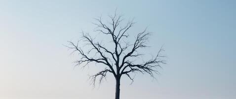 Serene Withered Tree Silhouette on Crisp Clear Background. photo