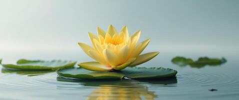 Yellow Water Lily in a Serene Pond with Green Lily Pads and Reflections. photo