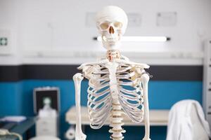 Portrait of skeletal structure standing ready for diagnostics in unoccupied hospital office. Selective focus of human skeleton in vacant doctors office with focus on head and abdomen. photo