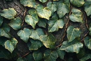 Close up of ivy leaves on a tree photo