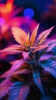 Marijuana plants in a dark room with colorful lights photo