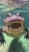 A close up of an alligator's mouth photo