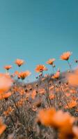 Orange flowers in a field against a blue sky photo