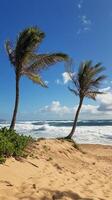 Two palm trees on a sandy beach with the ocean in the background photo