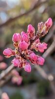 A close up of a pink flowering tree photo