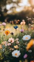 Wild flowers in the field at sunset photo