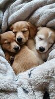 Three puppies are sleeping in a blanket photo