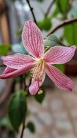 A pink flower with green leaves on a tree photo