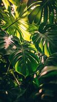 Tropical leaves in the sunlight photo