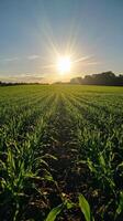 Corn field at sunset photo