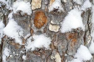 A close up of a tree with snow on it photo