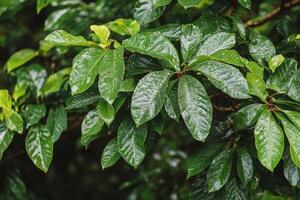 A close up of a tree with green leaves photo