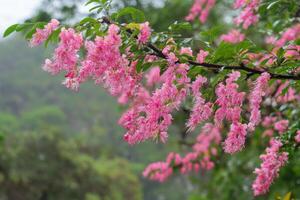 Pink flowers on a tree in the rain photo