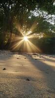 Sunbeams shine through the trees on a sandy beach photo